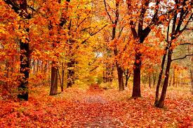 Fietsen in de herfst